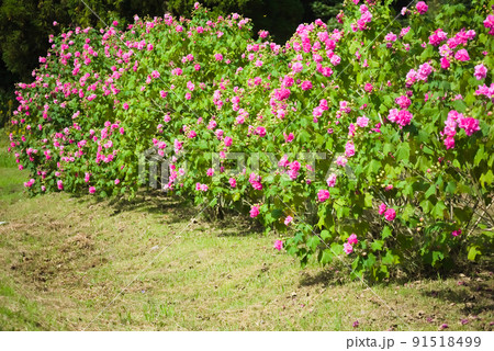 芙蓉の花の植え込み 91518499