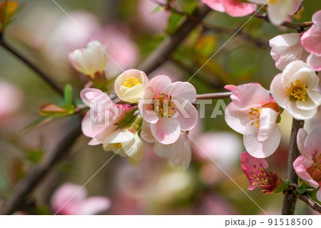 光を浴びて咲く満開の淡いピンクのボケの花 91518500