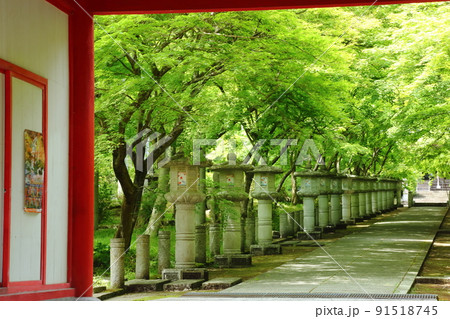 高山寺の新緑 91518745