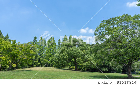夏の木々と青空 夏の木々と青空 91518814