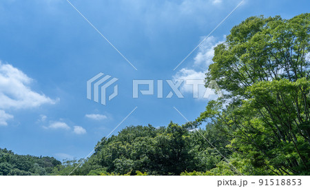 晴れた日の木々と青空 晴れた日の木々と青空 91518853