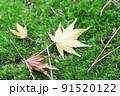 苔の上に乗っている紅葉 91520122