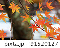 色づき出した紅葉 91520127
