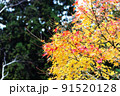 色づき始めの紅葉 91520128