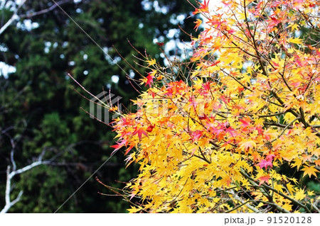 色づき始めの紅葉 色づき始めの紅葉 91520128