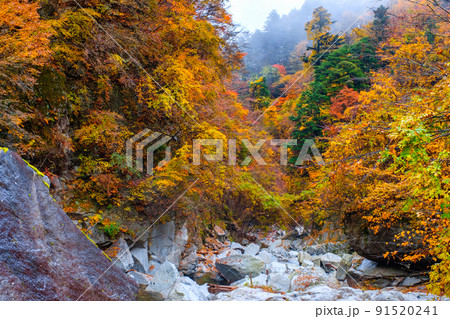尾白川渓谷(秋) 尾白川渓谷(秋) 91520241