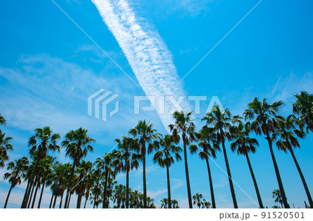 開聞山麓自然公園のソテツ 91520501