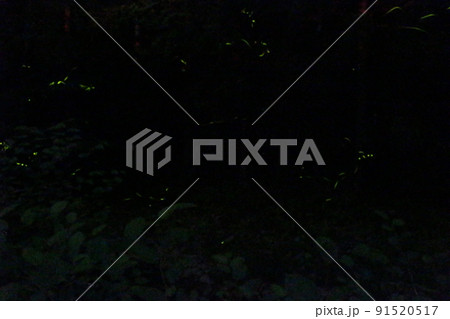 ホタルの舞い　ゲンジボタル　米地　養父町　【兵庫県】 91520517