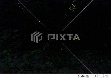 ホタルの舞い　ゲンジボタル　米地　養父町　【兵庫県】 91520526