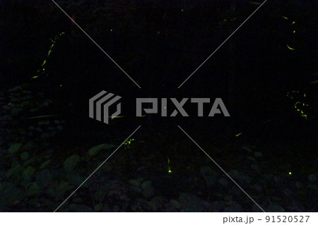 ホタルの舞い　ゲンジボタル　米地　養父町　【兵庫県】 91520527