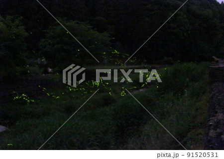 ホタルの舞い　ゲンジボタル　米地　養父町　【兵庫県】 91520531