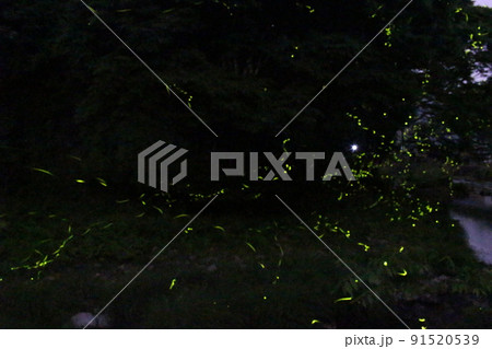 ホタルの舞い ゲンジボタル 米地 養父町 【兵庫県】 ホタルの舞い ゲンジボタル 米地 養父町 【兵庫県】 91520539