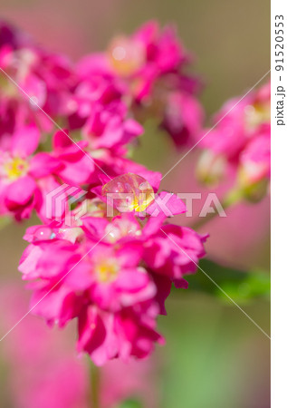 赤そばの花のアップ 赤そばの花のアップ 91520553