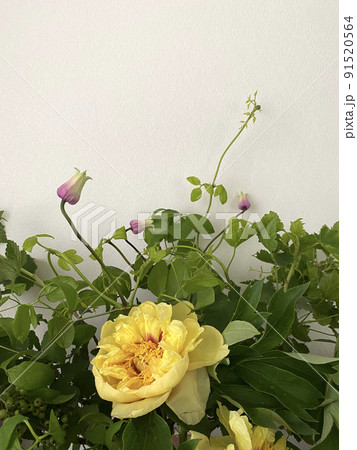 黄色の芍薬 91520564