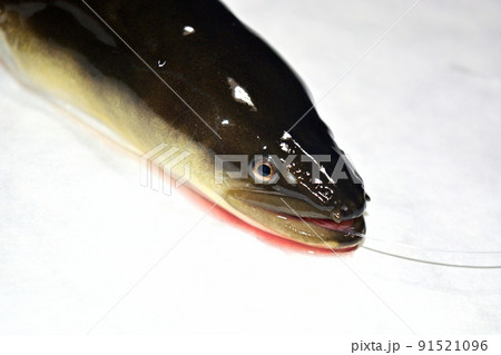 相模川で釣った天然ウナギを白バックで撮った 91521096