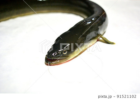 相模川で釣った天然ウナギを白バックで撮った 91521102