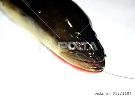 相模川で釣った天然ウナギを白バックで撮った 91521104