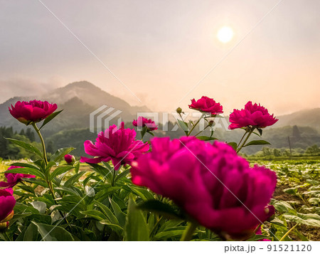 早朝のしゃくやくの花 91521120