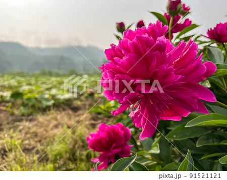 早朝のしゃくやくの花 早朝のしゃくやくの花 91521121