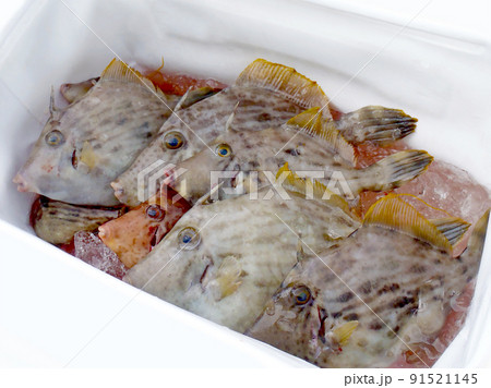 クーラーボックスのなかに釣り上げられた本カワハギたちの魚体。背景を白く飛ばしてある。 クーラーボックスのなかに釣り上げられた本カワハギたちの魚体。背景を白く飛ばしてある。 91521145