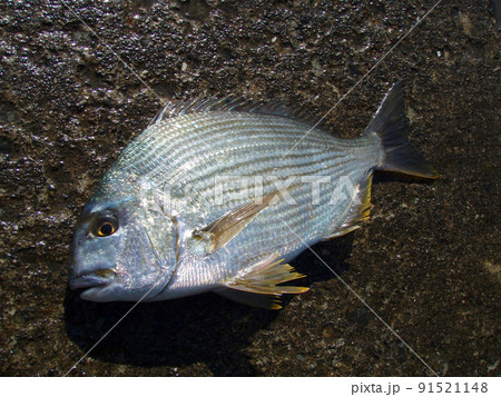 磯の上で撮った活きたヘダイの輝く魚体、マクロ接写画像。 91521148