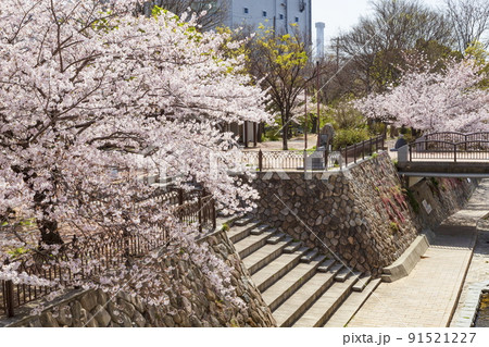 都賀川沿いの桜風景　神戸市灘区にて 91521227
