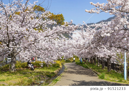 都賀川沿いの桜風景　神戸市灘区にて 91521233