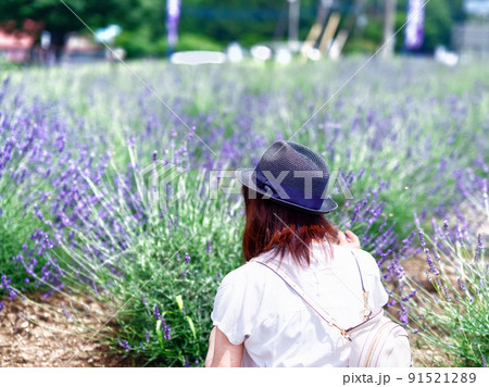 ラベンダー摘みをする女性 91521289