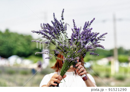 ラベンダー摘みをする女性 91521290