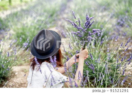 ラベンダー摘みをする女性 91521291