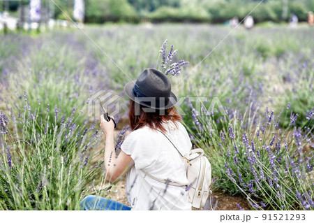 ラベンダー摘みをする女性 91521293