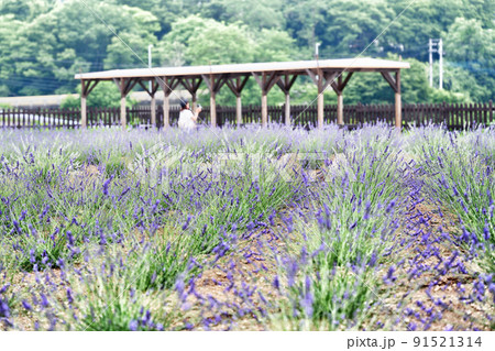 ラベンダー畑と女性 91521314