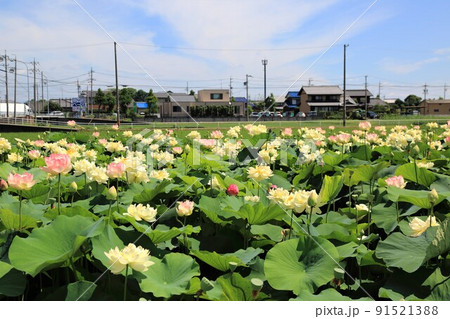 蓮池散策・17（岐阜県大垣市） 91521388