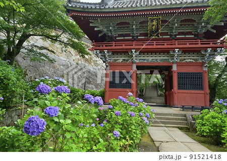 雨引観音の境内に咲くアジサイの花と仁王門 雨引観音の境内に咲くアジサイの花と仁王門 91521418