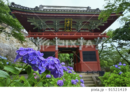 雨引観音の境内に咲くアジサイの花と仁王門 91521419