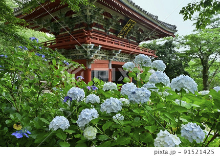 雨引観音の境内に咲くアジサイの花と仁王門 91521425