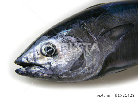 白い背景にクロマグロ(ホンマグロ・ヨコワクラス)の頭部をアップで撮影した画像。 白い背景にクロマグロ(ホンマグロ・ヨコワクラス)の頭部をアップで撮影した画像。 91521428
