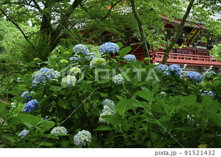 雨引観音の境内に咲くアジサイの花と仁王門 雨引観音の境内に咲くアジサイの花と仁王門 91521432