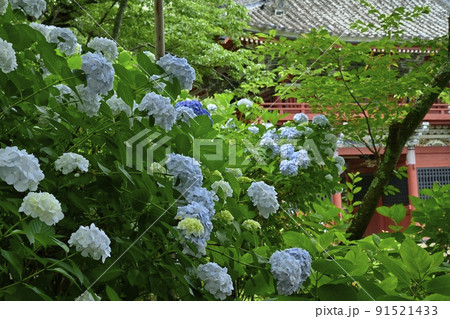 雨引観音の境内に咲くアジサイの花と仁王門 雨引観音の境内に咲くアジサイの花と仁王門 91521433