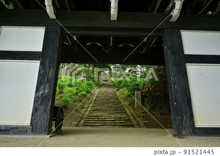 雨引観音の境内に咲くアジサイの花と山門 91521445
