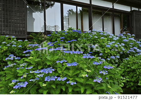 雨引観音の境内に咲くアジサイの花 雨引観音の境内に咲くアジサイの花 91521477