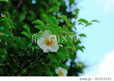 沙羅双樹の花 91521531