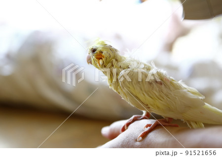 鳥 インコ オウム 91521656