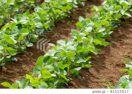 青々と育つ枝豆（茶豆・大豆）の苗が畑の畝に整然と植え付けられている写真。 91522017