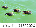 自然 野鳥 きれい 91522028