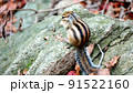 森林 かわいい きれい 91522160