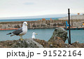 自然 野鳥 カモメ 91522164
