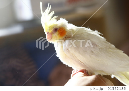 鳥 インコ オウム 91522186