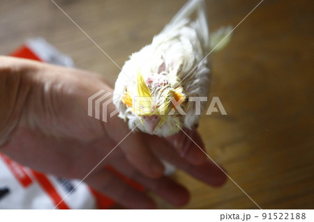 鳥 インコ オウム 91522188