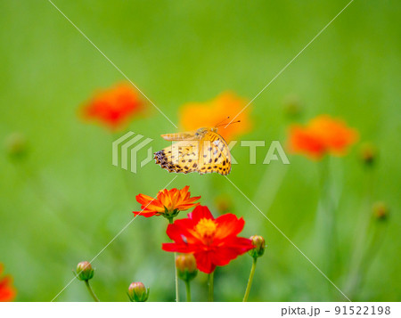 ヒョウモンチョウの飛翔 91522198